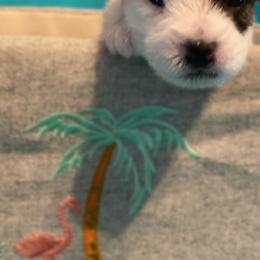Jack Russell Terriers, Parson Russell Terriers, and Russell Terriers from Manasota Key Jack Russells