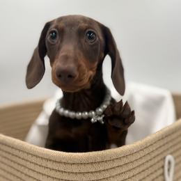 Gracie - Dachshund