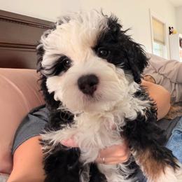 Girl 1 - Tri-color female Bernedoodle puppy in Wytheville, Virginia from Pine Brook Pups