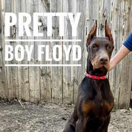 Pretty Boy Floyd - Red and rust Doberman Pinscher puppy in Columbus, Ohio from Von Schaaf Haus DuPree