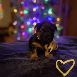 Yorkshire Terrier Puppies from Sweet Fur Babies