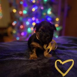 Yorkshire Terrier Puppies from Sweet Fur Babies