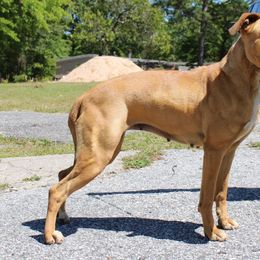 Hylae - American Pit Bull Terrier
