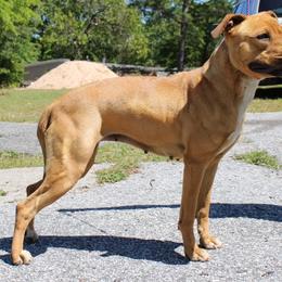 Hylae - American Pit Bull Terrier