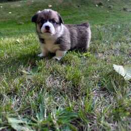 Pembroke Welsh Corgi Puppies from Ok hear me out. Corgis