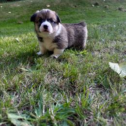 Pembroke Welsh Corgi Puppies from Ok hear me out. Corgis