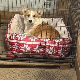 Brew - Pembroke Welsh Corgi
