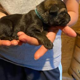 Light blue collar - Sable male German Shepherd puppy in Rathdrum, Idaho from Angelina's German Shepherds