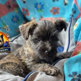 West Coast Tucker - Brindle male Cairn Terrier puppy in Naselle, Washington from West Coast Cairn Terriers