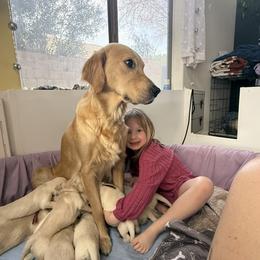 Golden Retriever Puppies from Loposky Goldens