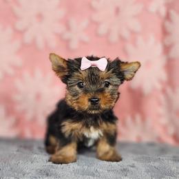Pup 2 - Black and tan female Yorkshire Terrier puppy in Polk City, Florida from Yorkies by Casey