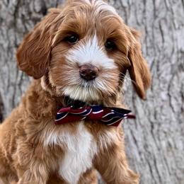Boy 2 - Red  male Goldendoodle puppy in Murfreesboro, Tennessee from Cherry Lane Farm Doodles