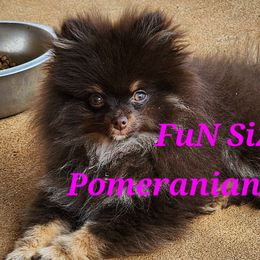 Toy Australian Shepherds from FuN SiZe Aussies