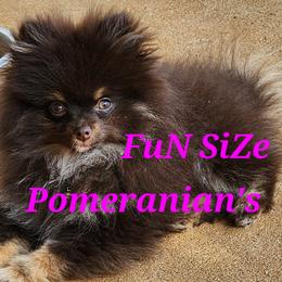 Toy Australian Shepherds from FuN SiZe Aussies