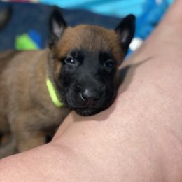 Belgian Malinois and German Shepherd Puppies from Madhouse’s Belgian Malinois and German Shepherds