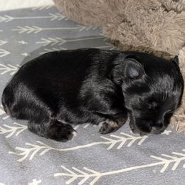 Luke AKC 3,200 - Black and silver male Miniature Schnauzer puppy in Dayton, Texas from Von Baron Schnauzers