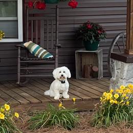 Coton de Tulear and Poodle Puppies from Legacy Pets