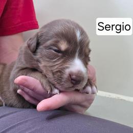 Sergio FIFA - Red tri-color male Australian Shepherd puppy in Solon, Maine from Mountain Range Australian Shepherds