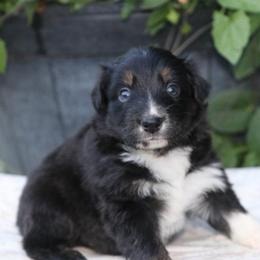 Girl 4 - Black tri-color female Australian Shepherd puppy in Hillsboro, Ohio from Sugar Grove Farms