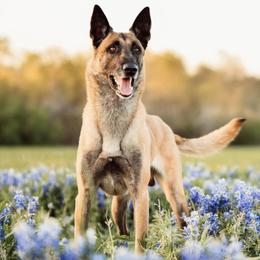 Disco - Belgian Malinois