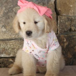 Golden Retriever Puppies from DoubleTake Goldens