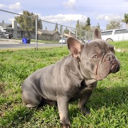 Hobbs - French Bulldog