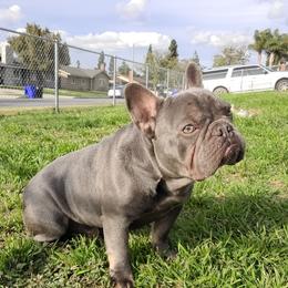 Hobbs - French Bulldog