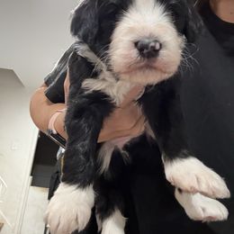 Tuxedo - Black and white male Bernedoodle puppy in Southampton, Pennsylvania from Pumpkin Patch Doodles