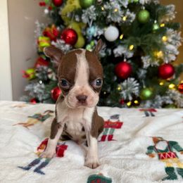Ranger - Red male Boston Terrier puppy in Kentucky from Graceful Paws