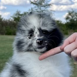 Molly - Blue merle and white female Shetland Sheepdog puppy in Indianola, Iowa from Kell Shelties