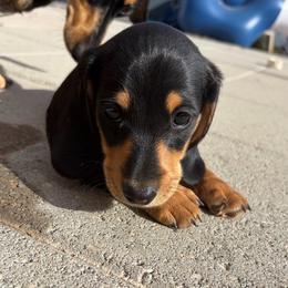 Bear - Black and cream male Dachshund puppy in Fruita, Colorado from M & M Breeding