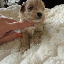 Pink - Apricot female Maltipoo puppy in Fredericktown, Missouri from Doodle Pups Fur-Ever