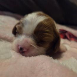 Pink Girl - Blenheim female Cavalier King Charles Spaniel puppy in Forest Lake, Minnesota from Northern Lights Goldens