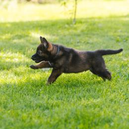 German Shepherd Puppies from Faoladh German Shepherds