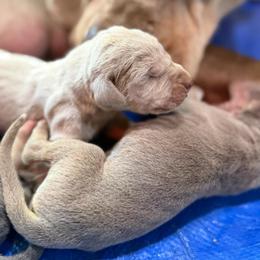 Light lilac Silver TP - Silver male Great Dane puppy in Greenville, South Carolina from Allen’s Ridge Ranch