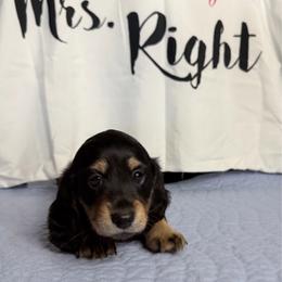 Gale - Black and tan female Dachshund puppy in Homosassa, Florida from SAN’S Dachshunds