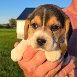 Rosie - Blue tan and white female Beagle puppy in Bethany, Missouri from Fox Creek Beagles
