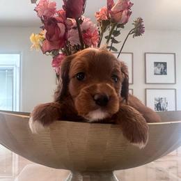 Lady - Red female Cavapoo puppy in Sacramento County, California from Sac-Town Poodles and Doodles