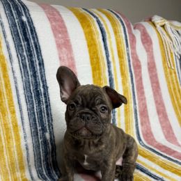 French Bulldog Puppies from South Texas Frenchies