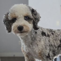 Aussiedoodles and Australian Mountain Doodles from Jagged Oaks Farm