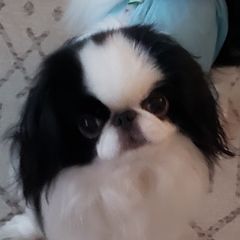 Decker - Japanese Chin