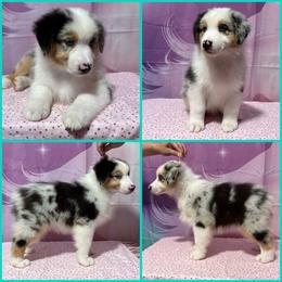 Blue Merle male 1 - Blue merle male Australian Shepherd puppy in Castle Rock, Washington from Zoolo Kennels “HOF”