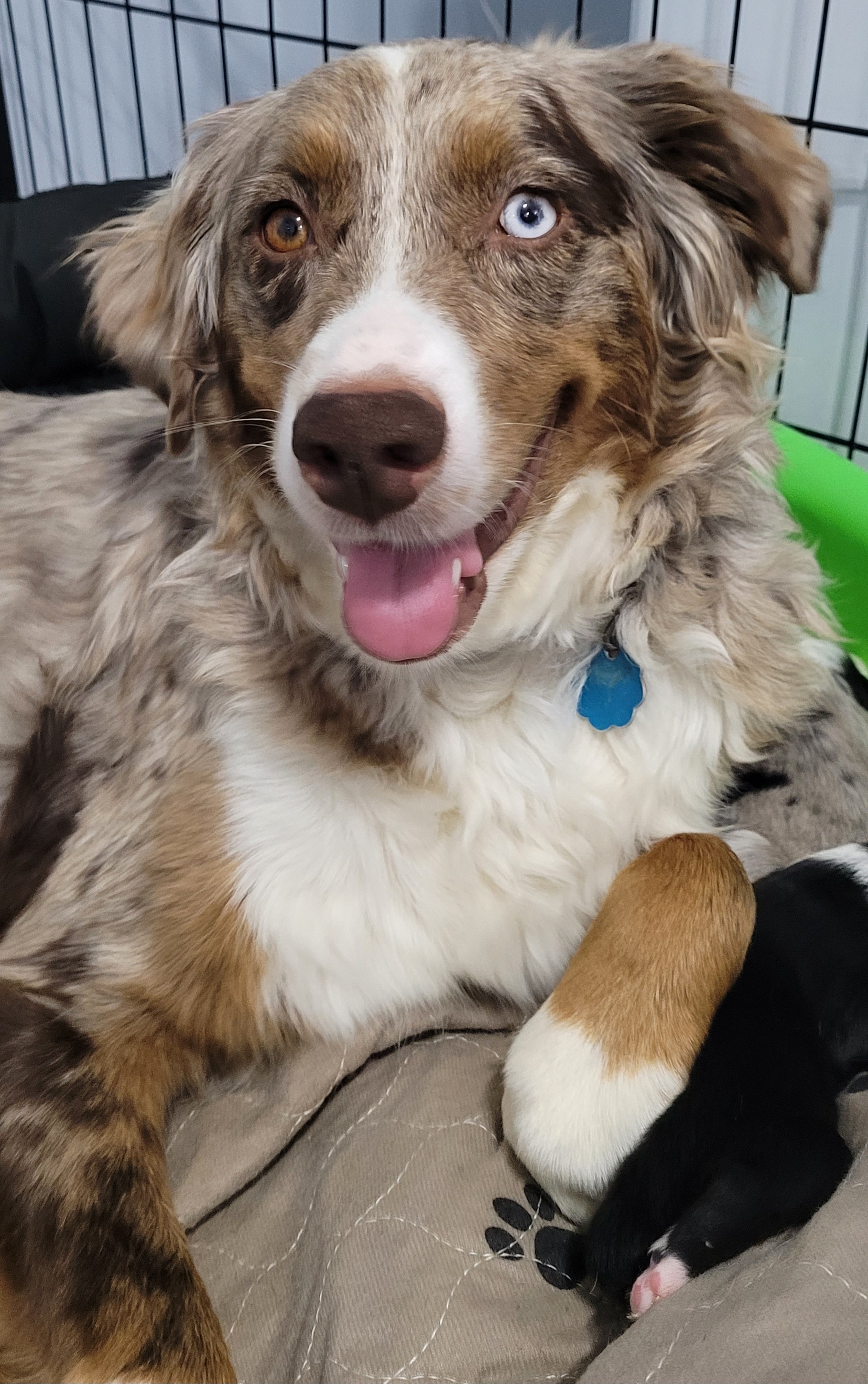 Winny - Australian Shepherd