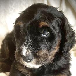 Bernedoodles from Dunvegan Doodles