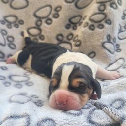 Elmer - Black brown and white male Basset Hound puppy in Lumberton, Mississippi from Freeman's Floppy Eared Bassets