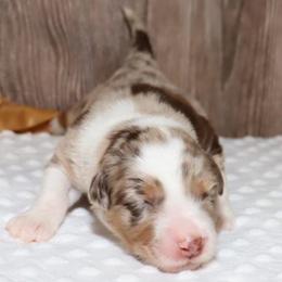 Indie - Red merle female Miniature Australian Shepherd puppy in Guthrie, Oklahoma from Raised Right Pups