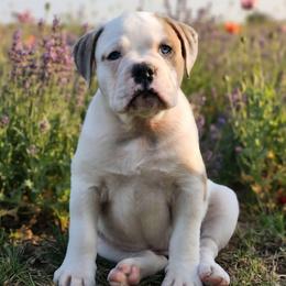 Penne - Red brindle and white female Bulldog puppy in Washington from Sun City Campeiro Bulldogs
