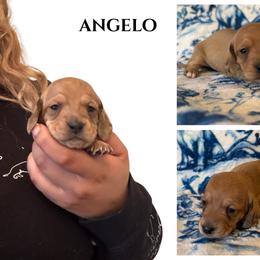 Angelo - Cream male Dachshund puppy in Saint Paul, Minnesota from Vibrant Eyes Doxies