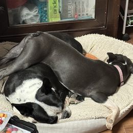 Boston Terrier Puppies from Lujan Ranch