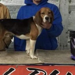 Beagles from Sugarbush Kennel